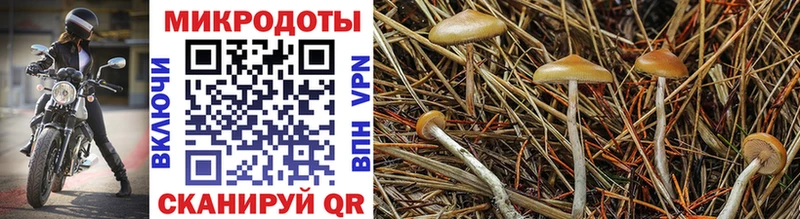 хочу наркоту Ядрин kraken tor Псилоцибиновые грибы Psilocybe
